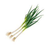 Three whole Chinese scallions with fine roots, long thick white stalks, and blue-green tubular leaves on a pure white background.