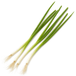 Four intact slender spring onions